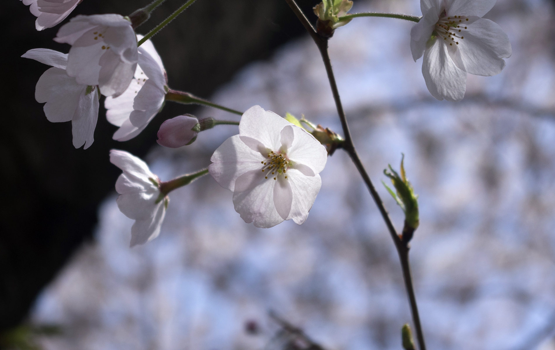 赤塚公園の桜