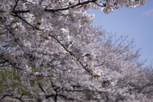 赤塚公園の桜