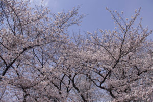 赤塚公園の桜