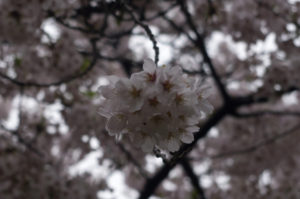 成増公園の一本桜