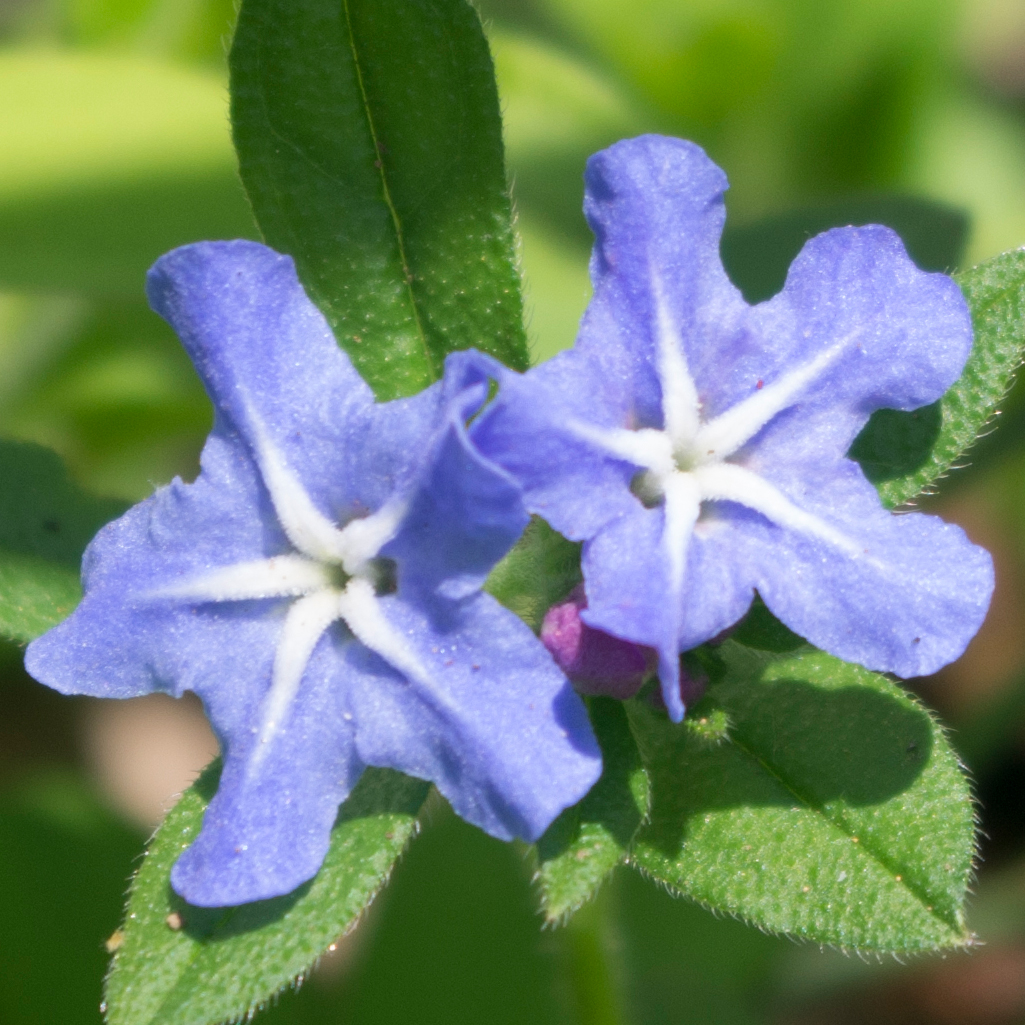 ホタルカズラの花