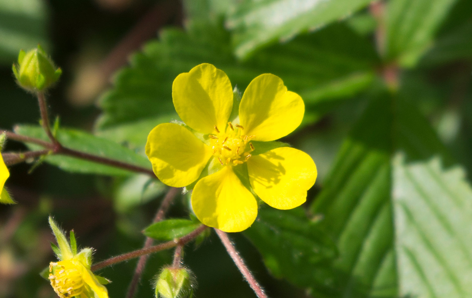 ケキツネノボタン