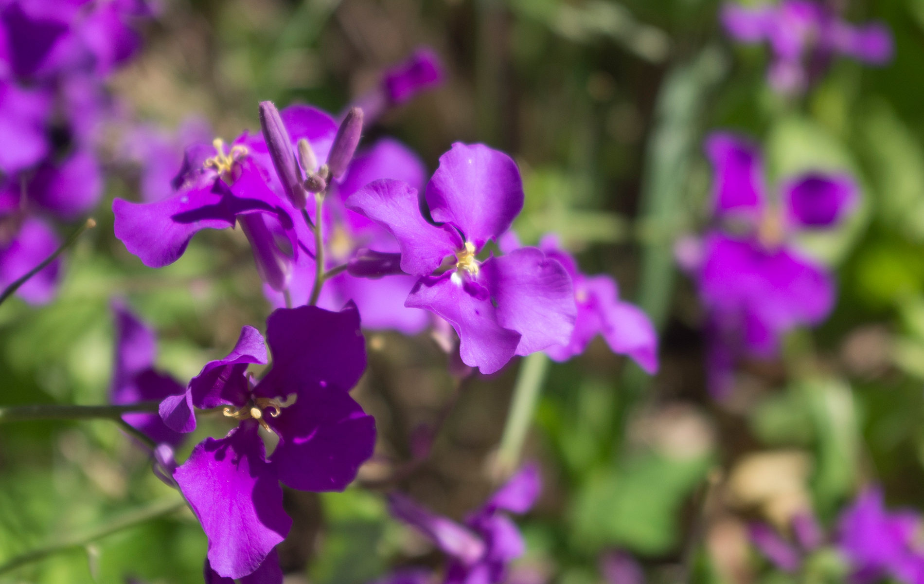 ムラサキハナナ