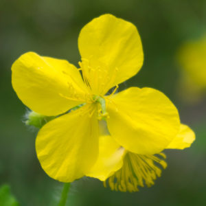 クサノオウの花