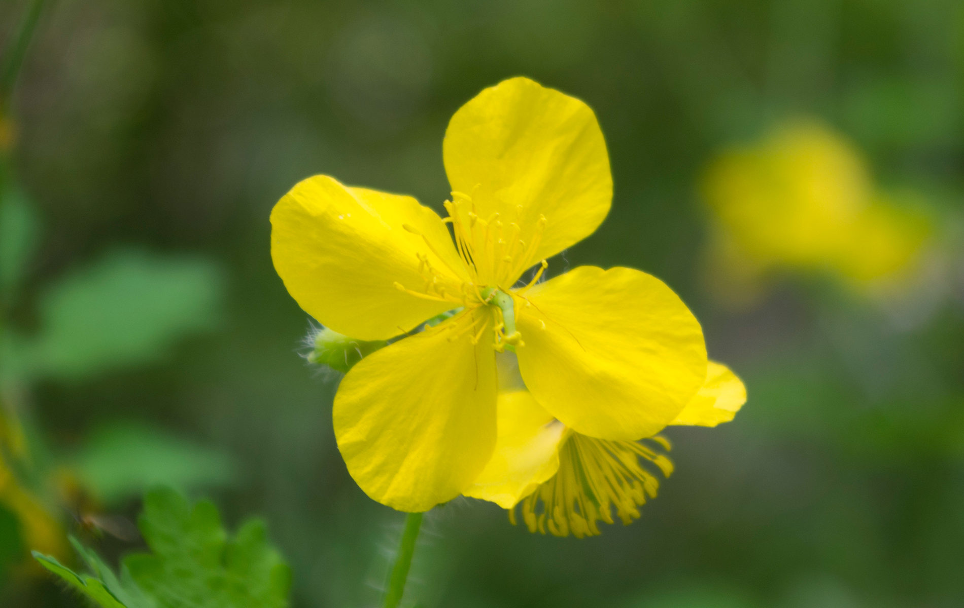 クサノオウの花