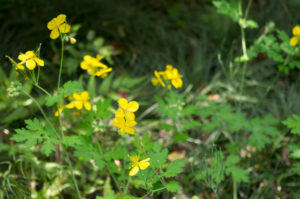 クサノオウの花